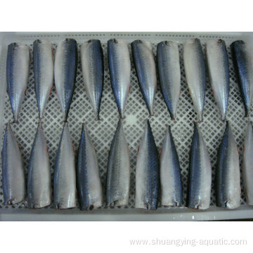 High Quality Frozen Cleaned Gutted Pacific Mackerel Hgt